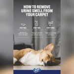 How to Remove Pet Smell from Rug