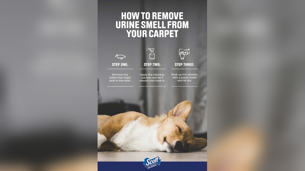 How to Remove Pet Smell from Rug