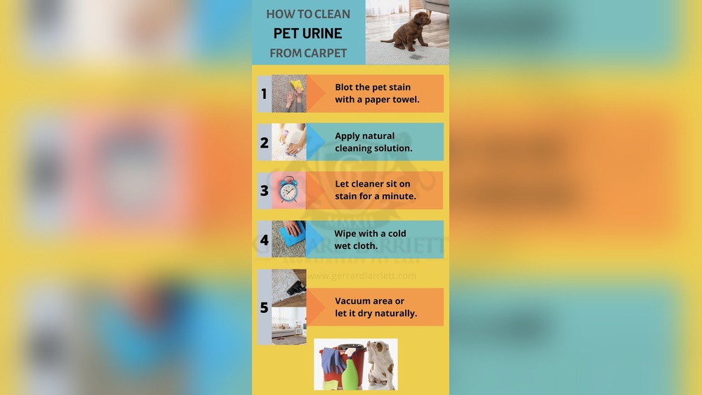 How to Remove Pet Urine from a Rug
