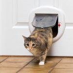 How to Teach a Cat to Use a Pet Door