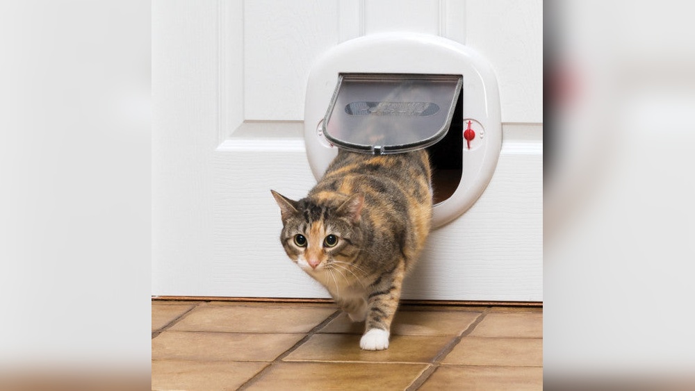 How to Teach a Cat to Use a Pet Door