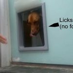 How to Teach a Dog to Use a Pet Door