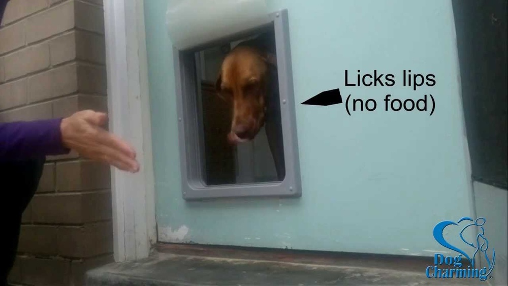 How to Teach a Dog to Use a Pet Door