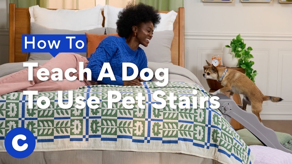 How to Teach a Dog to Use Pet Stairs