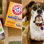 How to Treat Pet Stains in Rugs