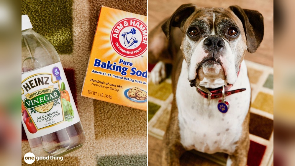 How to Treat Pet Stains in Rugs
