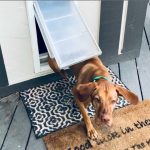 How to Winterize Your Pet Door