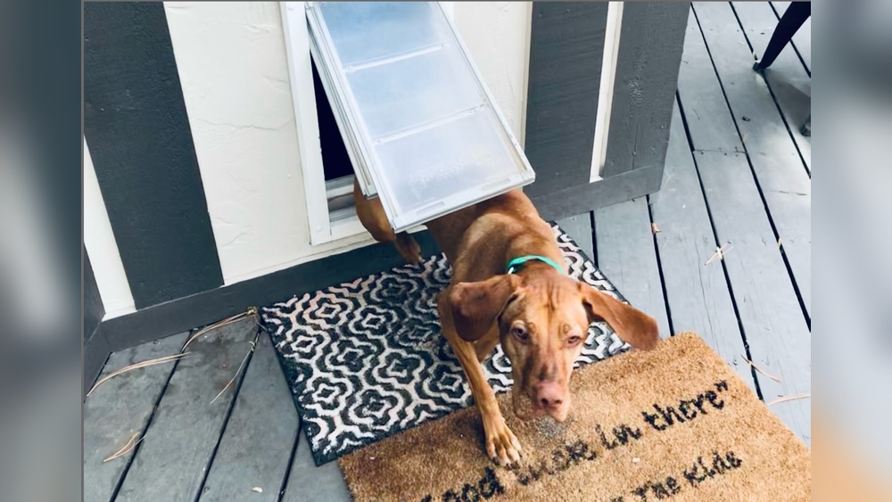 How to Winterize Your Pet Door