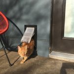What Kind of Pet Door is Best for Cats
