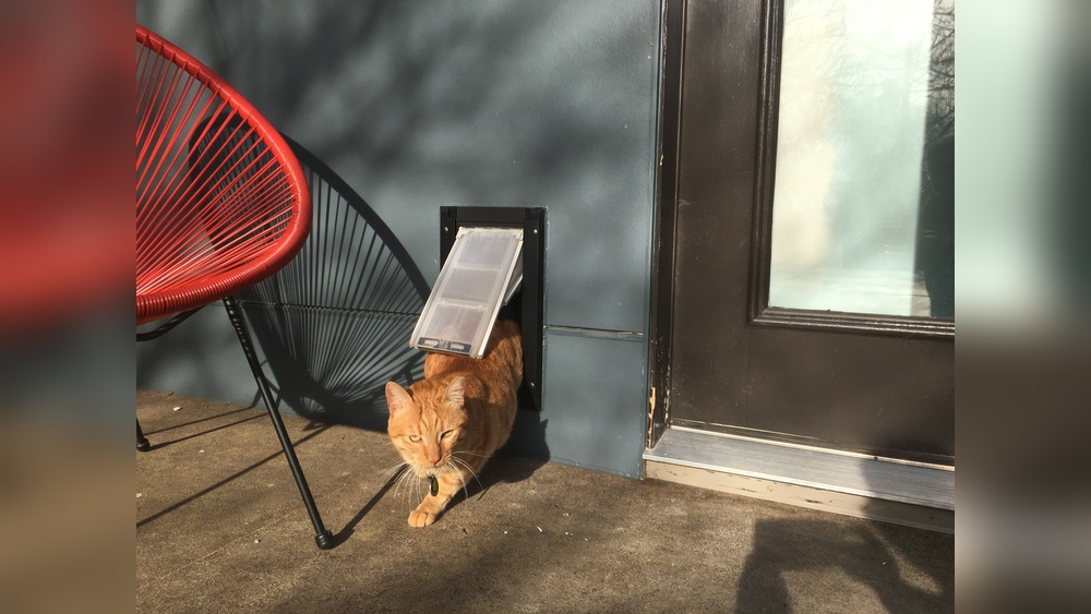 What Kind of Pet Door is Best for Cats