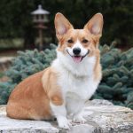 What Resorts Take Pets in Door County