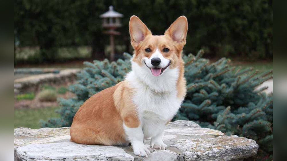 What Resorts Take Pets in Door County