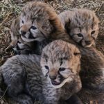 Why Did Henry Doorly Zoo Get Rid of Petting Zoo